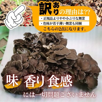 【訳あり】【先行予約】丹波山村産 原木舞茸 約1kg