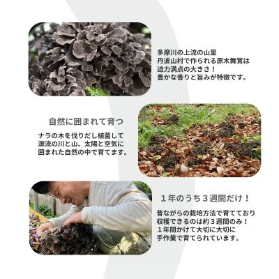 【訳あり】【先行予約】丹波山村産 原木舞茸 約1kg