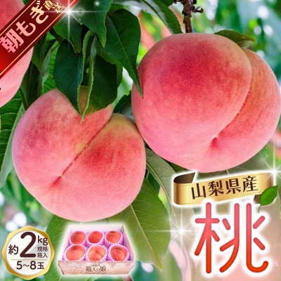 【2026年先行予約】朝もぎ直送!『山梨県産　桃』5～8玉 約2kg規格箱入り