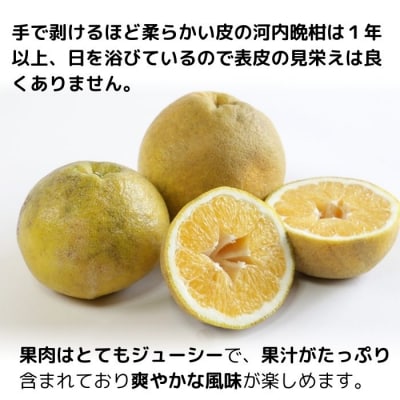 愛南ゴールド ( 河内晩柑 ) 8kg 愛南町 青果市場 なくなり次第終了