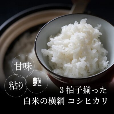 因幡の白兎米 コシヒカリ 令和7年産 精米済 10kg(5kg×2袋)