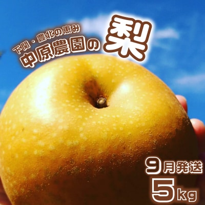 【先行受付】 梨 5kg 8玉 ? 16玉 9月発送 訳あり 下関 山口 KC001-09