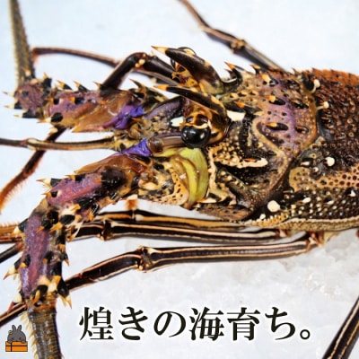 新鮮なまますぐ冷凍!!徳之島産冷凍伊勢海老1尾(500g~700g)