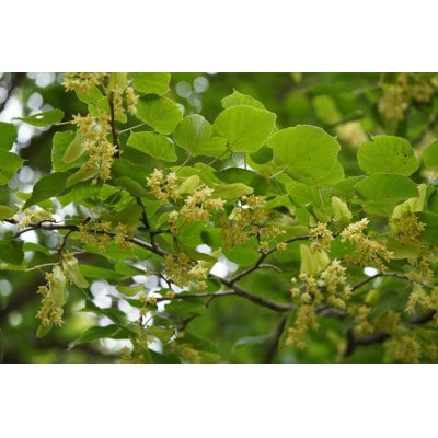 【100%ピュア田中ハニー】田中牧場の土地で採蜜された100%ピュアハニー　240g×2瓶