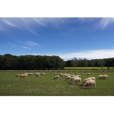 【100%ピュア田中ハニー】田中牧場の土地で採蜜された100%ピュアハニー　240g×2瓶