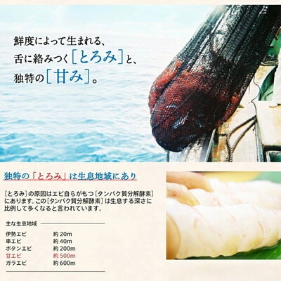 福井県産 越前 甘えび 小サイズ 500g (約50匹前後)【ますよね えび】