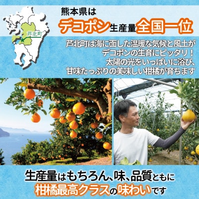 【先行受付】熊本県産 ハウスデコポン3kg 令和7年12月中旬より順次発送(芦北町)B26-16