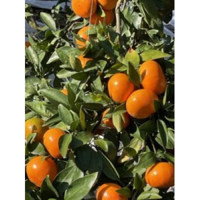 【先行受付】まるたん(みはや)レギュラーサイズ14玉入【令和7年12月より順次発送】B350-14