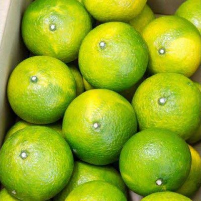 【先行受付】スイートスプリングLサイズ(3kg)【令和7年12月より順次発送】B358-06