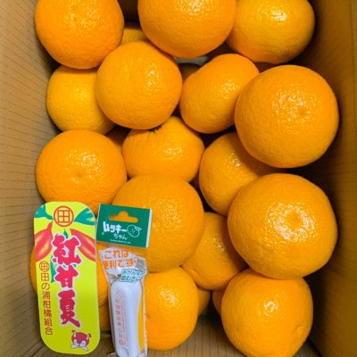 マルタの紅甘夏みかん約4kg【令和8年1月より順次発送】 B359-08