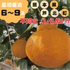 【先行受付】熊本県芦北町産 不知火 詰合せ(6玉～9玉入)(芦北町)