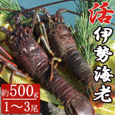 【漁師直送】室戸沖(活)伊勢海老　0.5kg　1～3尾