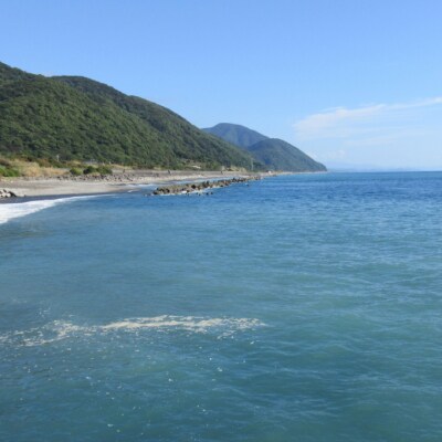 【漁師直送】室戸沖(活)伊勢海老　0.5kg　1～3尾
