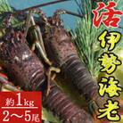 【漁師直送】室戸沖(活)伊勢海老　1kg　2～5尾