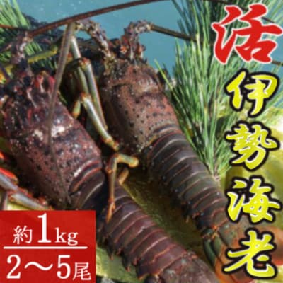 【漁師直送】室戸沖(活)伊勢海老　1kg　2～5尾