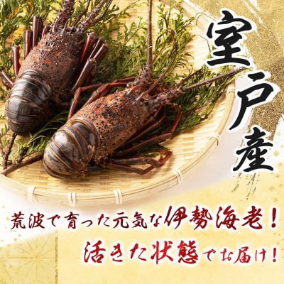 【漁師直送】室戸沖(活)伊勢海老　1kg　2～5尾