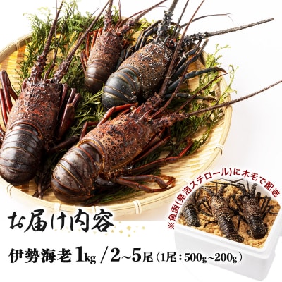 【漁師直送】室戸沖(活)伊勢海老　1kg　2～5尾