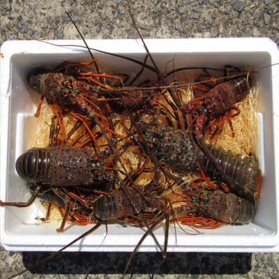 【漁師直送】室戸沖(活)伊勢海老　2kg　4～10尾