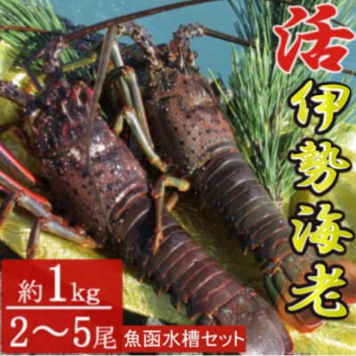【漁師直送】室戸沖(活)伊勢海老　1kg(2～5尾)魚函水槽セット