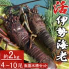 【漁師直送】室戸沖(活)伊勢海老　2kg(4～10尾)魚函水槽セット