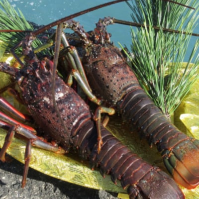 【漁師直送】室戸沖(活)伊勢海老　2kg(4～10尾)魚函水槽セット
