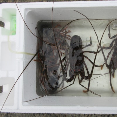 【漁師直送】室戸沖(活)伊勢海老　2kg(4～10尾)魚函水槽セット