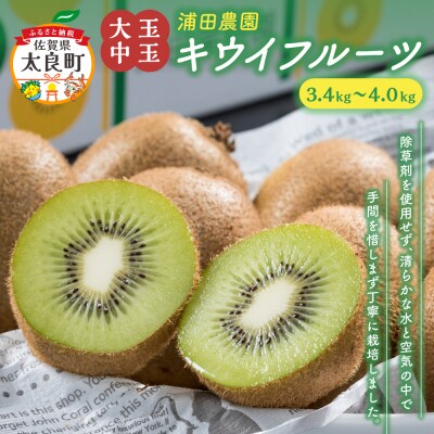 体が喜ぶ☆大玉・中玉キウイフルーツ ヘイワード　N58