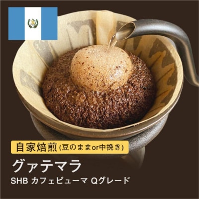 【豆】#049 グァテマラSHB カフェピューマ Qグレード コーヒー豆 310g 