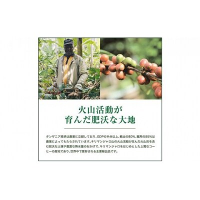 【豆】#902 タンザニア・キリマンジャロ キゴマ キボー ディープブルー AA  310g 