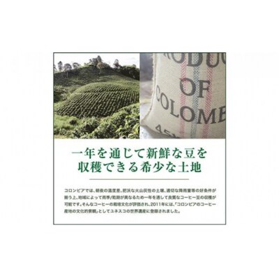 【粉】#903 コロンビア エキセルソ Qグレード コーヒー豆 310g 