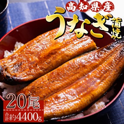 高知県産養殖うなぎ蒲焼 20尾(合計約4400g) ss-0038