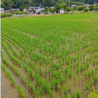 岐阜の米ハツシモ白米計5kg　真空パック2.5kg×2パック
