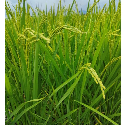 岐阜の米ハツシモ白米計5kg　真空パック2.5kg×2パック