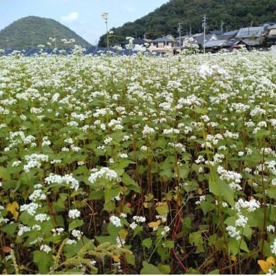 岐阜県産 芥見そば つゆ付き 乾麺 計12人前(200g(2人前)×6パック)セット