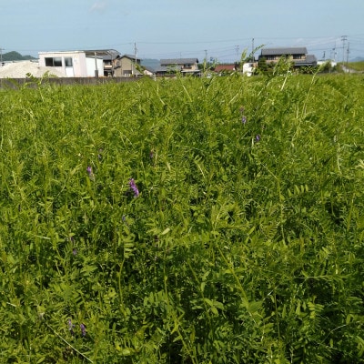 岐阜市産 ハツシモ 清流長良川米  精米 5kg
