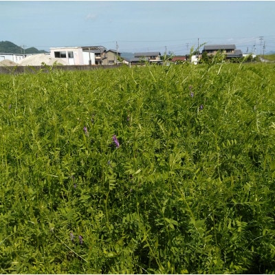 岐阜市産 ハツシモ 清流長良川米 精米 10kg(5kg×2袋)