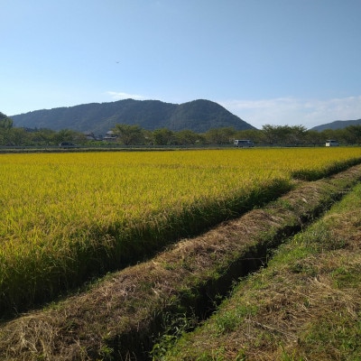 岐阜市産 ハツシモ 清流長良川米 精米 10kg(5kg×2袋)