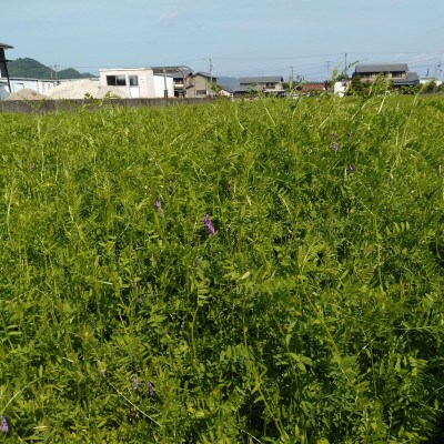 【毎月定期便】岐阜市産 ハツシモ 清流長良川米  精米 5kg全3回