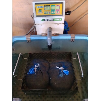 【毎月定期便】岐阜市産 ハツシモ 清流長良川米  精米 5kg全6回