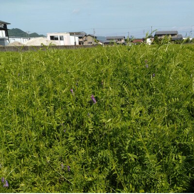 【毎月定期便】岐阜市産 ハツシモ 清流長良川米  精米 5kg全12回