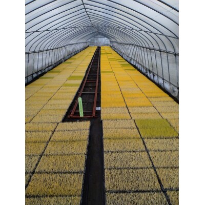 【毎月定期便】岐阜市産 ハツシモ 清流長良川米  精米 5kg全12回