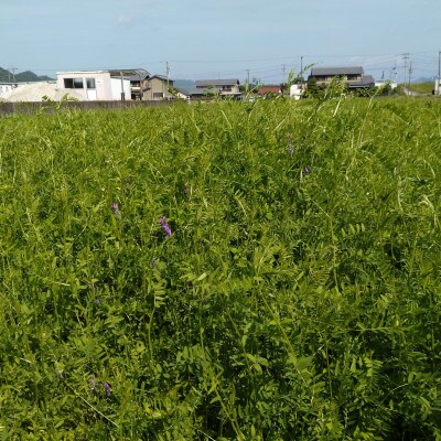 【毎月定期便】岐阜市産 ハツシモ 清流長良川米 精米 10kg(5kg×2袋)　全3回