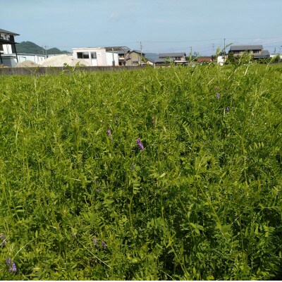 【毎月定期便】岐阜市産 ハツシモ 清流長良川米 精米 10kg(5kg×2袋)　全6回