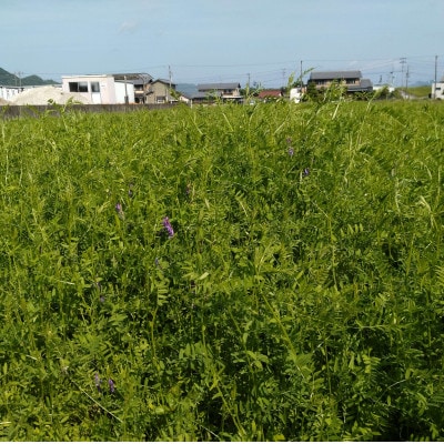 【毎月定期便】岐阜市産 ハツシモ 清流長良川米 精米 10kg(5kg×2袋)　全12回