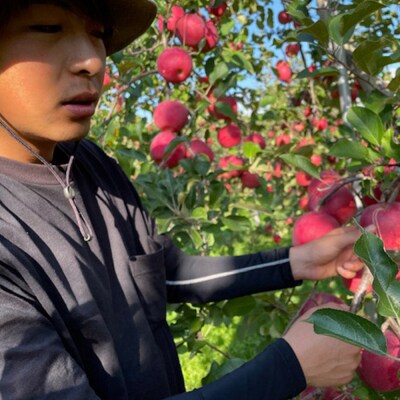 小山内農園 厳選 ブレンド 丸絞り 完熟 りんごジュース 1L ×6本|24_osn-010601