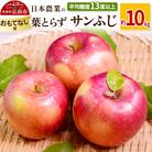 りんご  葉とらずサンふじ 約10kg おもてなし用|24_nng-131001b