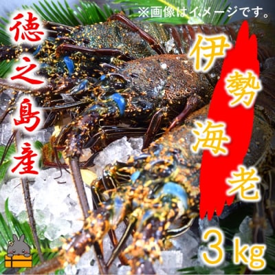 【地魚専門店 鮮魚 魚一さん直送】～徳之島獲れ!伊勢海老～(約3kg)