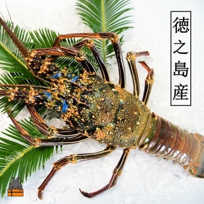 【地魚専門店 鮮魚 魚一さん直送】～徳之島獲れ!“大”伊勢海老(1匹)
