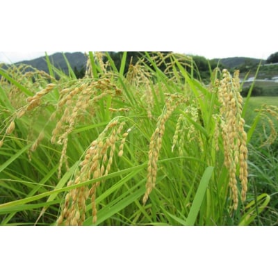 【先行受付】 令和7年産 新米 布袋様パッケージのひとめぼれ 10kg 千町田米(ちまちだまい)