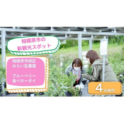 4名様用 さがみこベリーガーデンのブルーベリー食べホーダイ体験チケット!! 